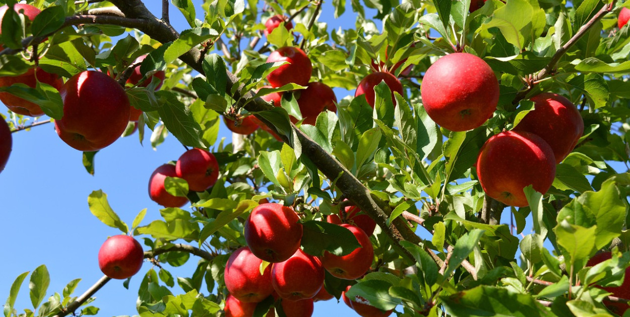 Obraz Frauke Riether z Pixabay