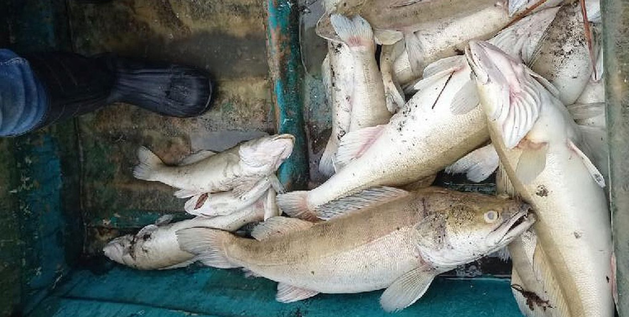 W zbiorniku wodnym Kozłowa Góra w Świerklańcu doszło do masowego śnięcia ryb. Fot. Koło PZW nr 41 Relaks Piekary Śląskie