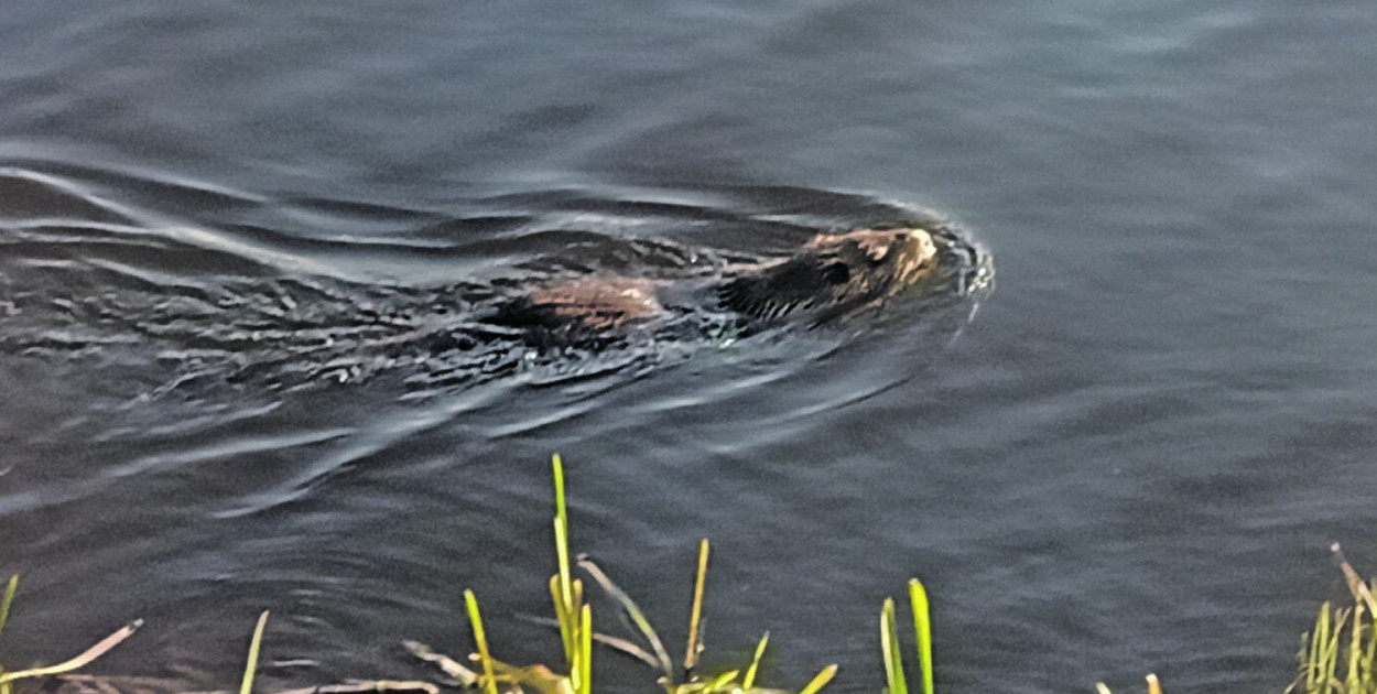 Zdjęcia: Jarosław Myśliwski/KP PSP Tarnowskie Góry
