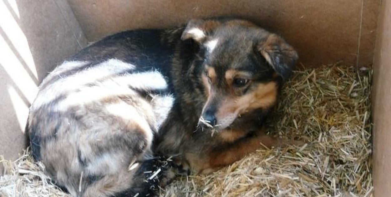 Urząd Miejski w Tarnowskich Górach ogłosił przetarg na interwencyjne wyłapywanie w 2026 roku bezdomnych psów i kotów oraz zapewnienie im opieki w schronisku dla zwierząt. Fot. Archiwum Gwarka