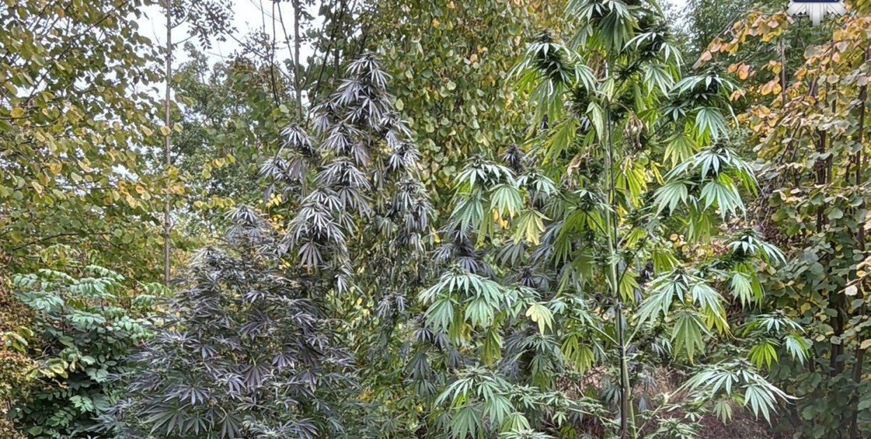 Wśród drzew i krzewów ogrodowych rosło parę takich, które zainteresowały policjantów. Fot. Archiwum policji