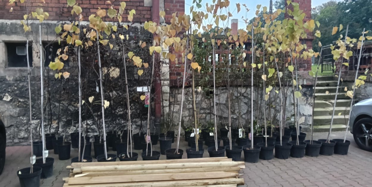 Samorząd Świerklańca ma 60 młodych drzew do nasadzenia.  Fot. Archiwum UG Świerklaniec