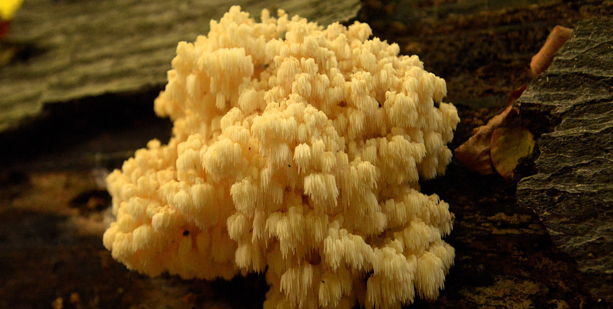 Park Repecki. Soplówka bukowa widnieje w krajowej i wojewódzkiej Czerwonej liście grzybów wielkoowocnikowych z kategorią narażony na wyginięcie. Fot. Jarosław Myśliwski