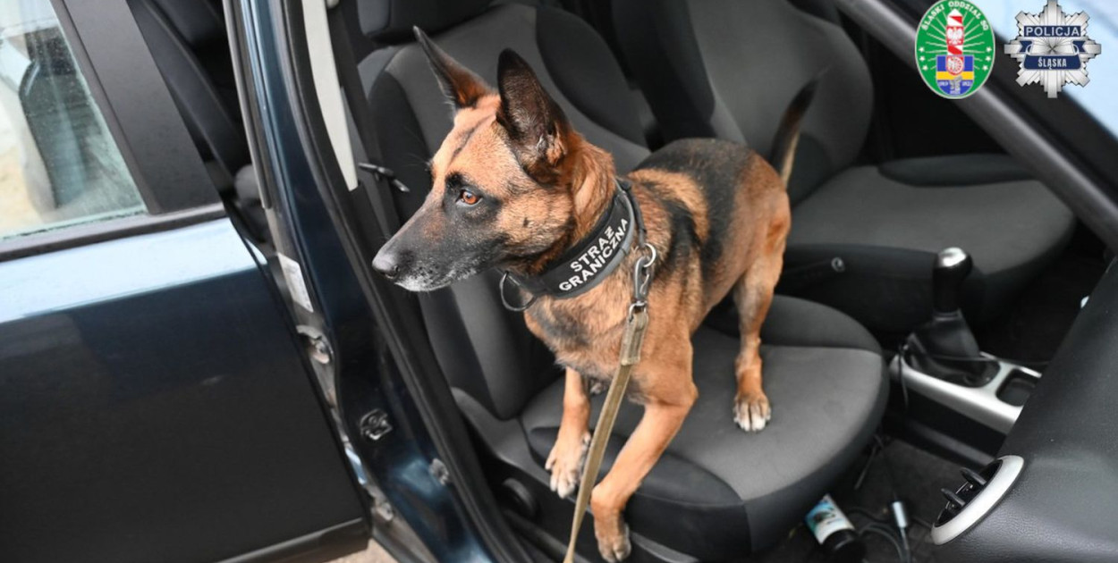 Zdjęcia: archiwum policji i SG