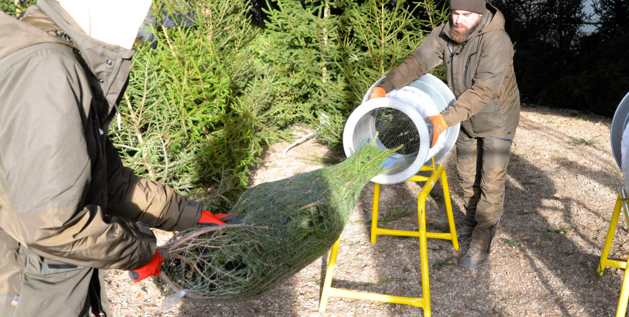 Nadleśnictwo Świerklaniec będzie prowadziło sprzedaż w dwóch miejscach, m.in. przy siedzibie nadleśnictwa w Świerklańcu. Fot. Jarosław Myśliwski