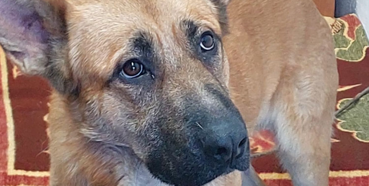 Znaleziony w parku w Świerklańcu pies ma nowy dom w Piekarach Śląskich. Fot. Archiwum UG Świerklaniec