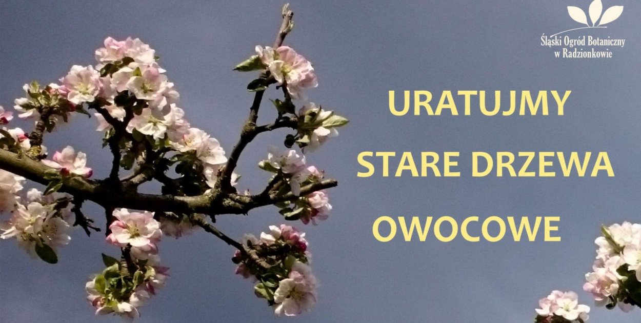 Śląski Ogród Botaniczny ratuje stare odmiany drzew owocowych