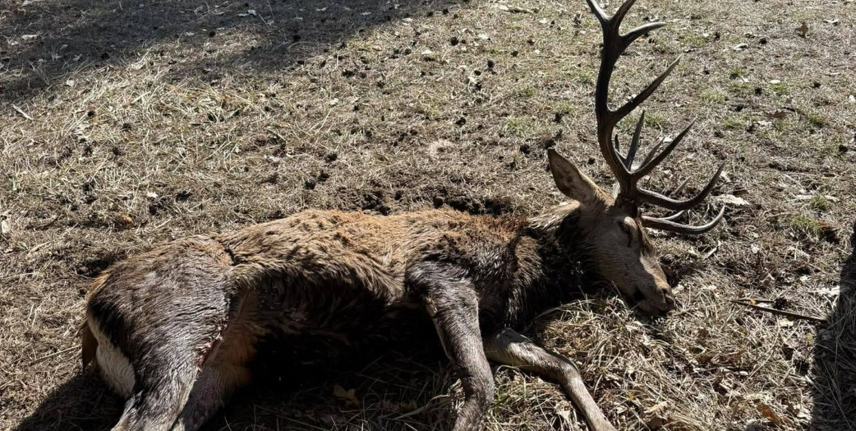 Powiat tarnogórski. Lód załamał się pod jeleniem. Uratowali go strażacy