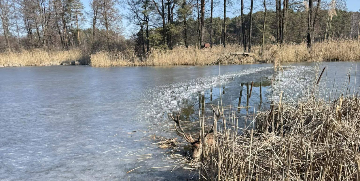 Powiat tarnogórski. Lód załamał się pod jeleniem. Uratowali go strażacy