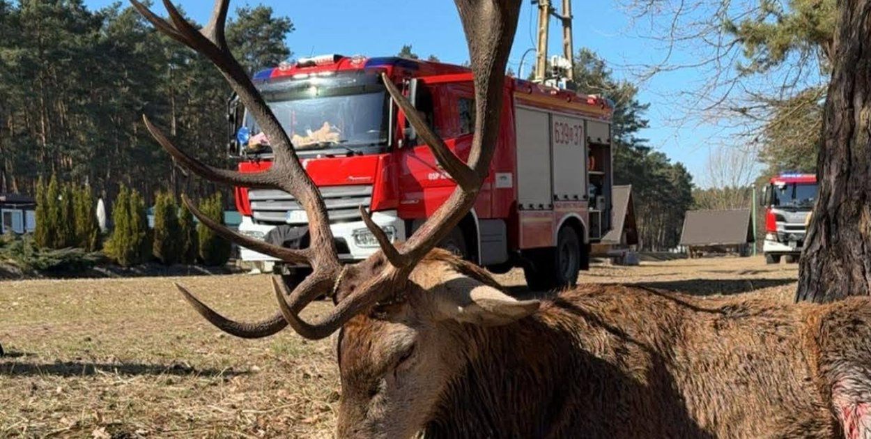 Powiat tarnogórski. Lód załamał się pod jeleniem. Uratowali go strażacy