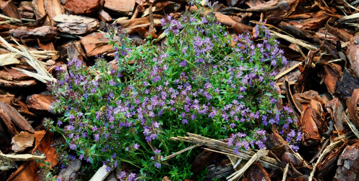 Zielone przestrzenie edukacyjne dla przedszkoli. Trwa nabór
