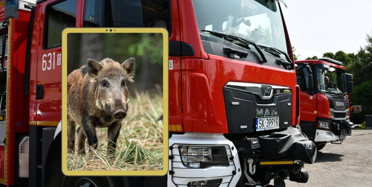 Tarnowskie Góry. Dzik wtargnął na posesję