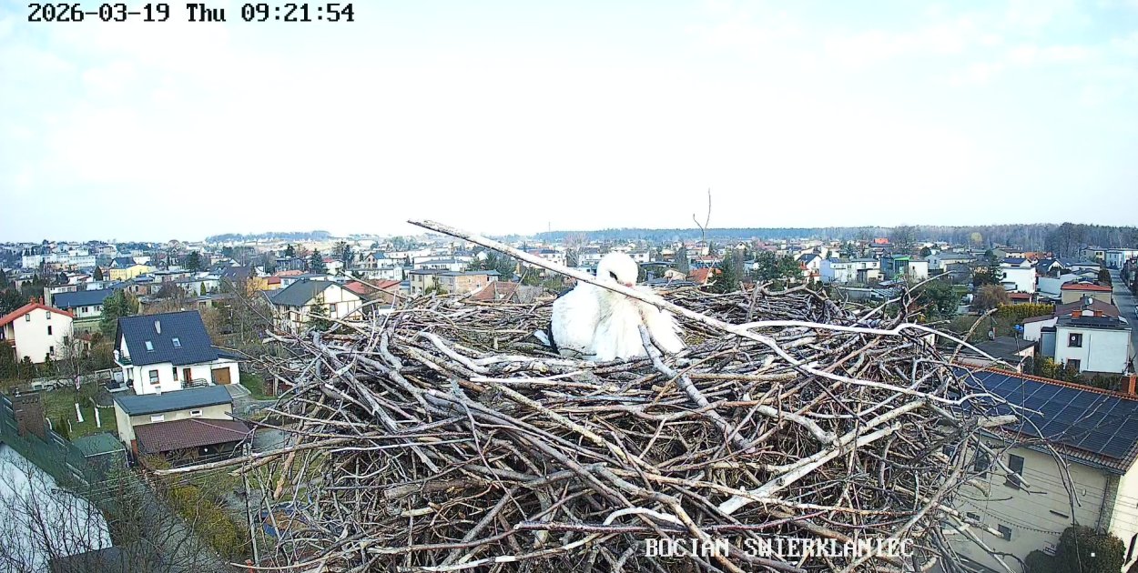 Świerklaniec. Bocian jest już w gnieździe!