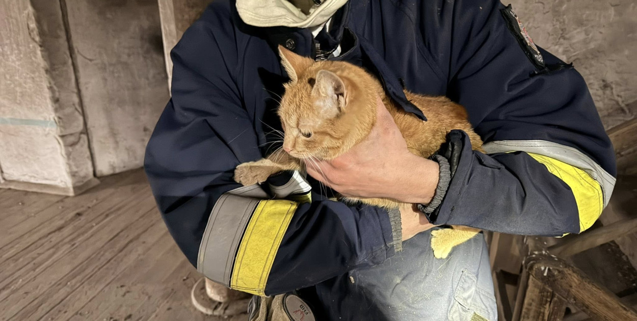 Siedział na parapecie i nie potrafił zejść. Interweniowali strażacy
