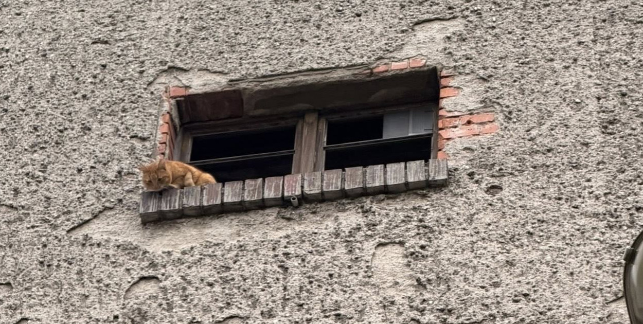 Siedział na parapecie i nie potrafił zejść. Interweniowali strażacy