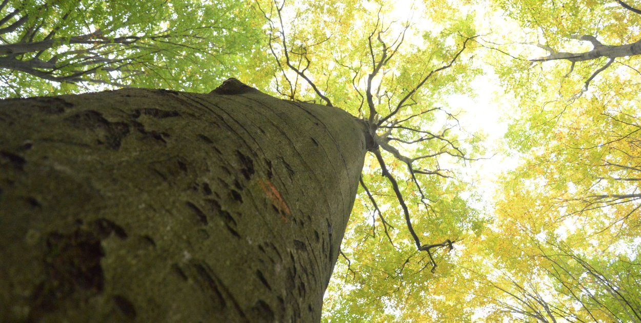 Tarnowskie Góry. Remondis z najtańszą ofertą. Ile może zarobić?