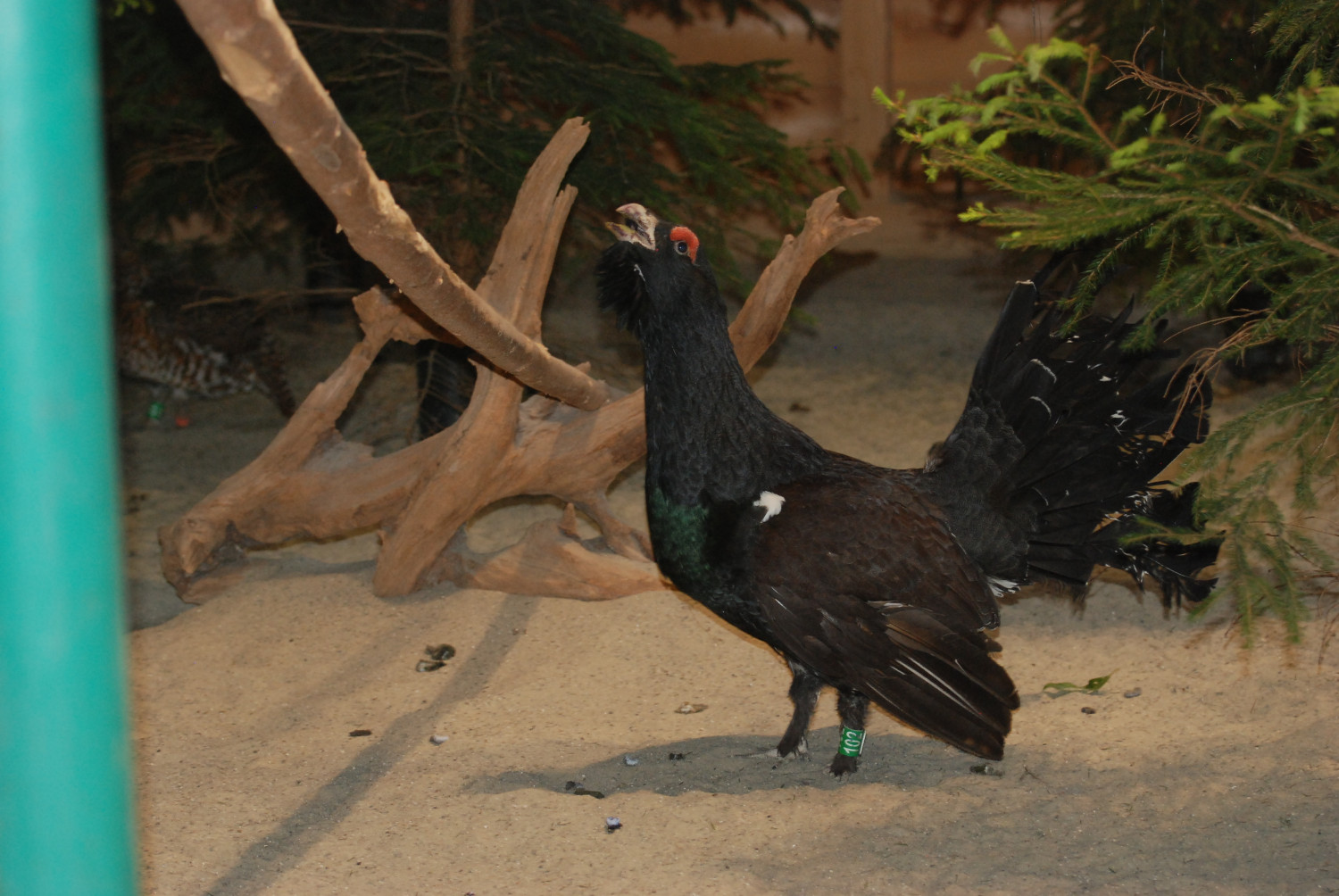 Wśród ptaków występujących w Beskidzie Śląskim ciekawostką są głuszce, których hodowla jest prowadzona w Wyrchczadeczce. Stąd ptaki trafiają do naturalnego środowiska. Fot. Jarosław Myśliwski