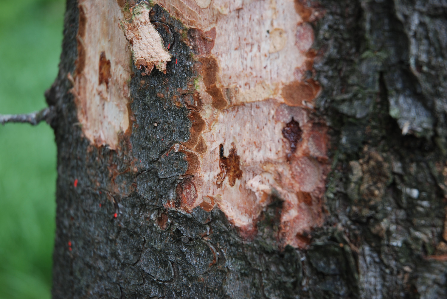 Atakujące świerki korniki wymusiły wycinkę lasów, co wpłynęło na zmianę krajobrazu Beskidu Śląskiego. Fot. Jarosław Myśliwski