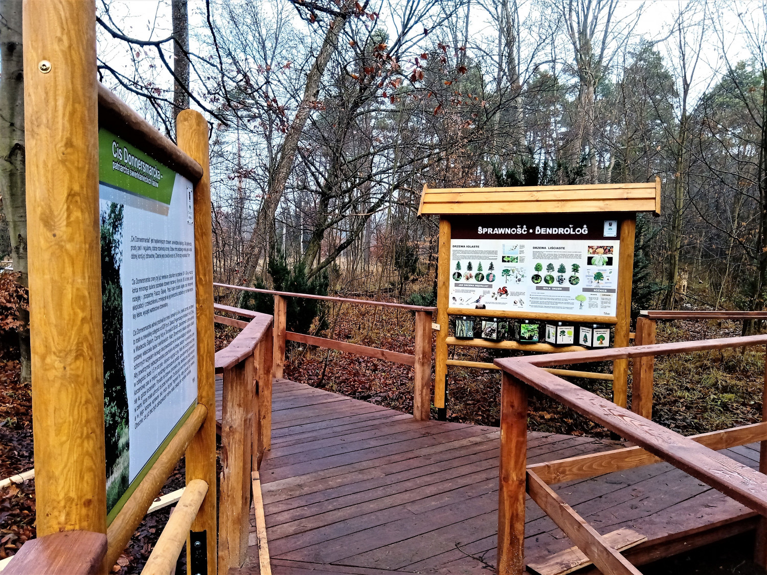 Przy podeście ustawiono tablice edukacyjne, m.in. o budowie warstwowej lasu, drzewoterapii, a także ciekawostki na temat sławnego cisa. Fot. Jarosław Myśliwski