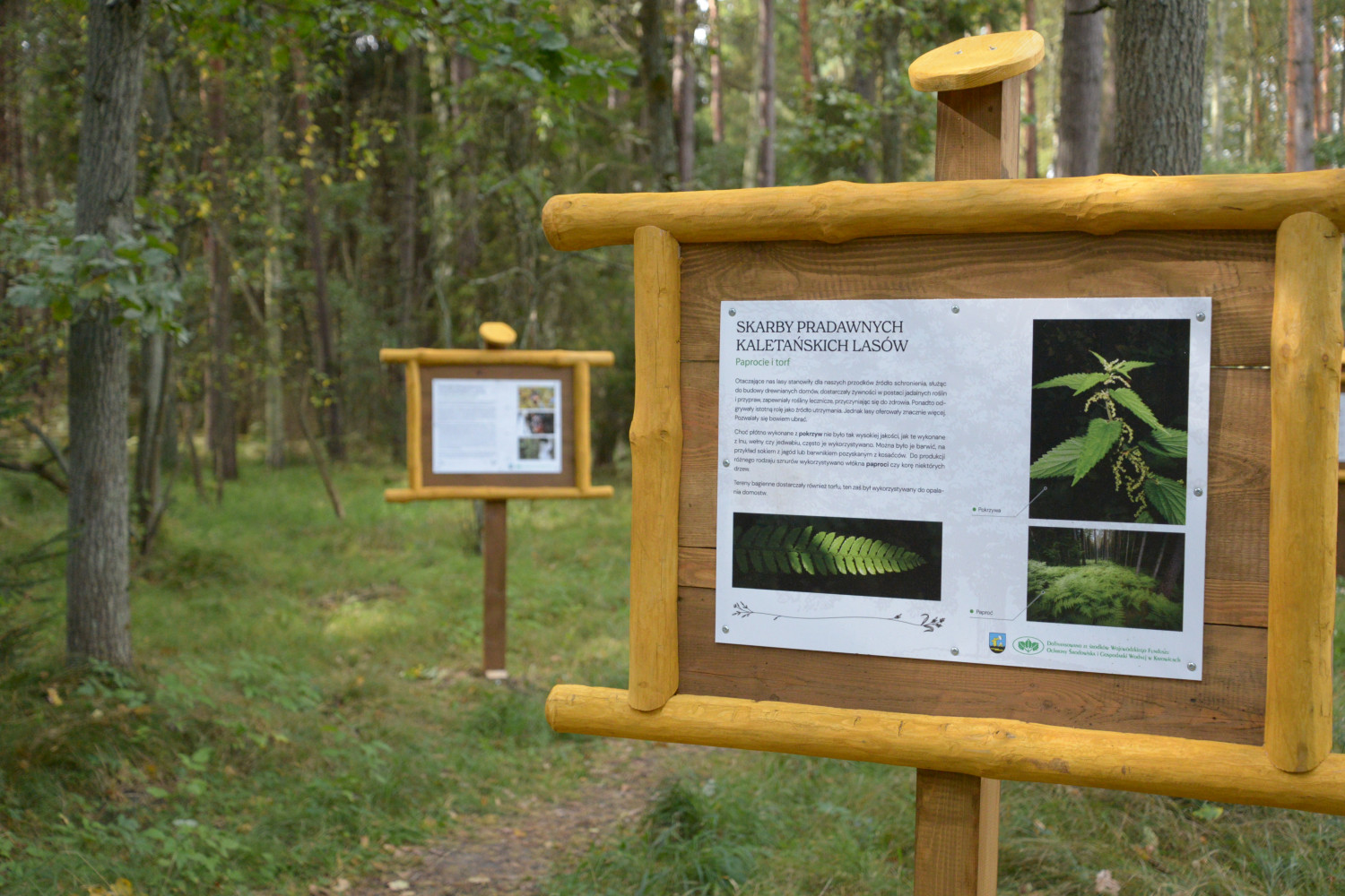 Kalety-Zielona. Dlaczego paprocie i torf były tak cenne dla dawnych mieszkańców śródleśnych osad? Fot. Jarosław Myśliwski