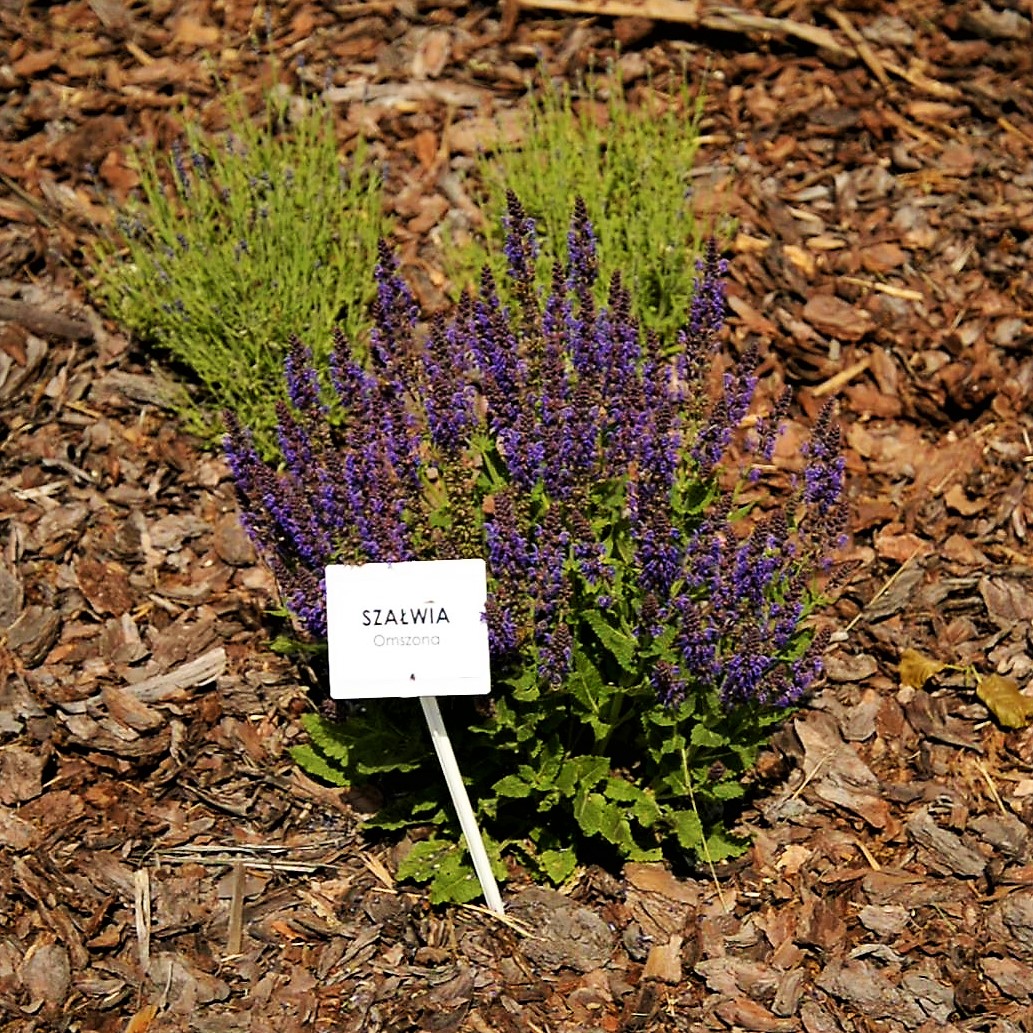 Kalety. Coraz popularniejsze stają się łąki kwietne. Ładnie wyglądają i są przyjazne dla owadów. Fot. Jarosław Myśliwski