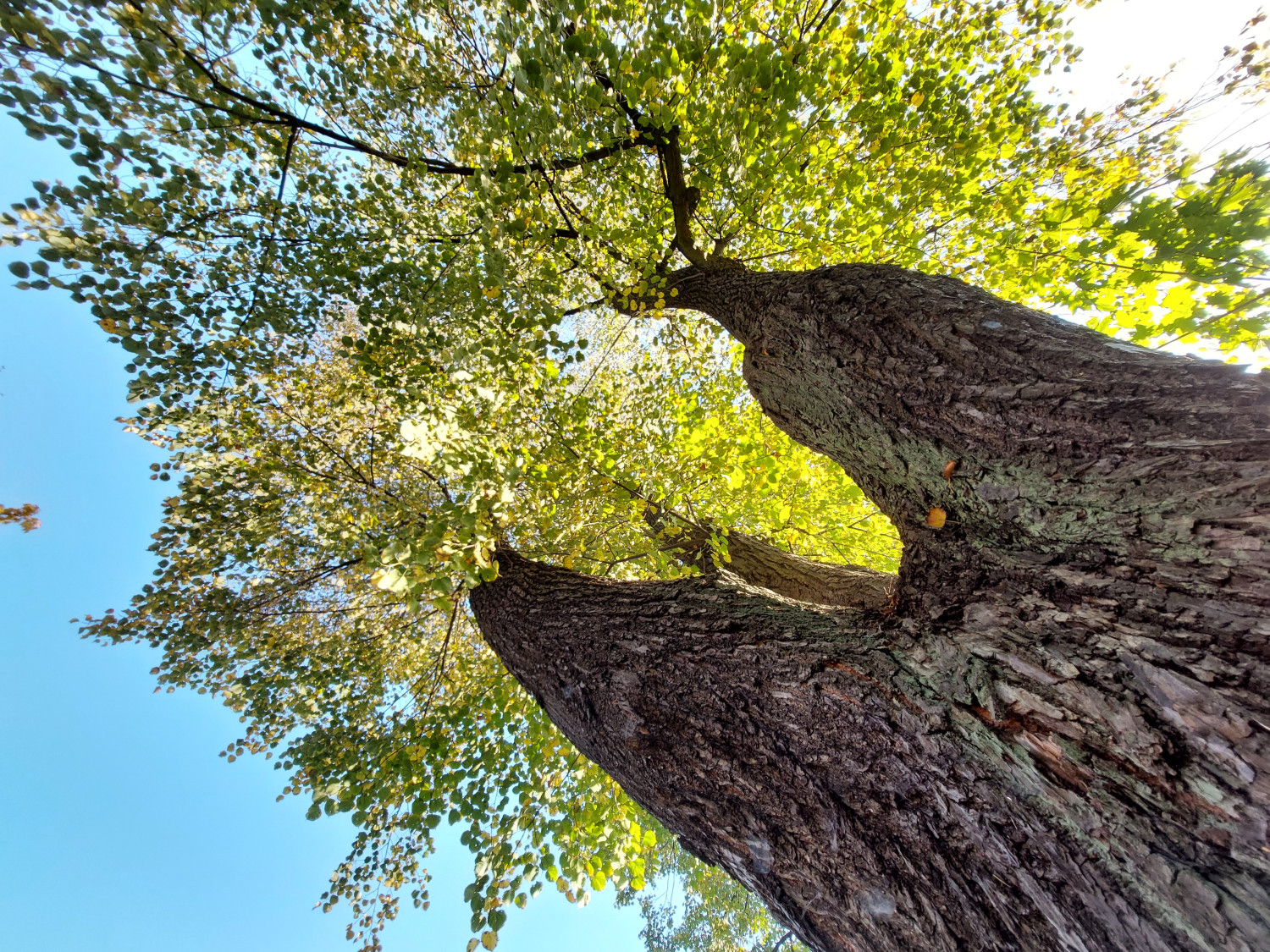 Złożona z ponad 50 drzew (w większości dorodnych) aleja lipowa prowadzi do pałacowo-parkowego kompleksu na Karłuszowcu. Fot. Jarosław Myśliwski
