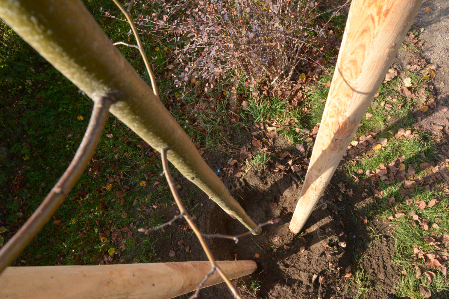 Tarnowskie Góry. W ubiegłą środę przy ul. Lipowej posadzono 11 młodych drzewek. Fot. Jarosław Myśliwski