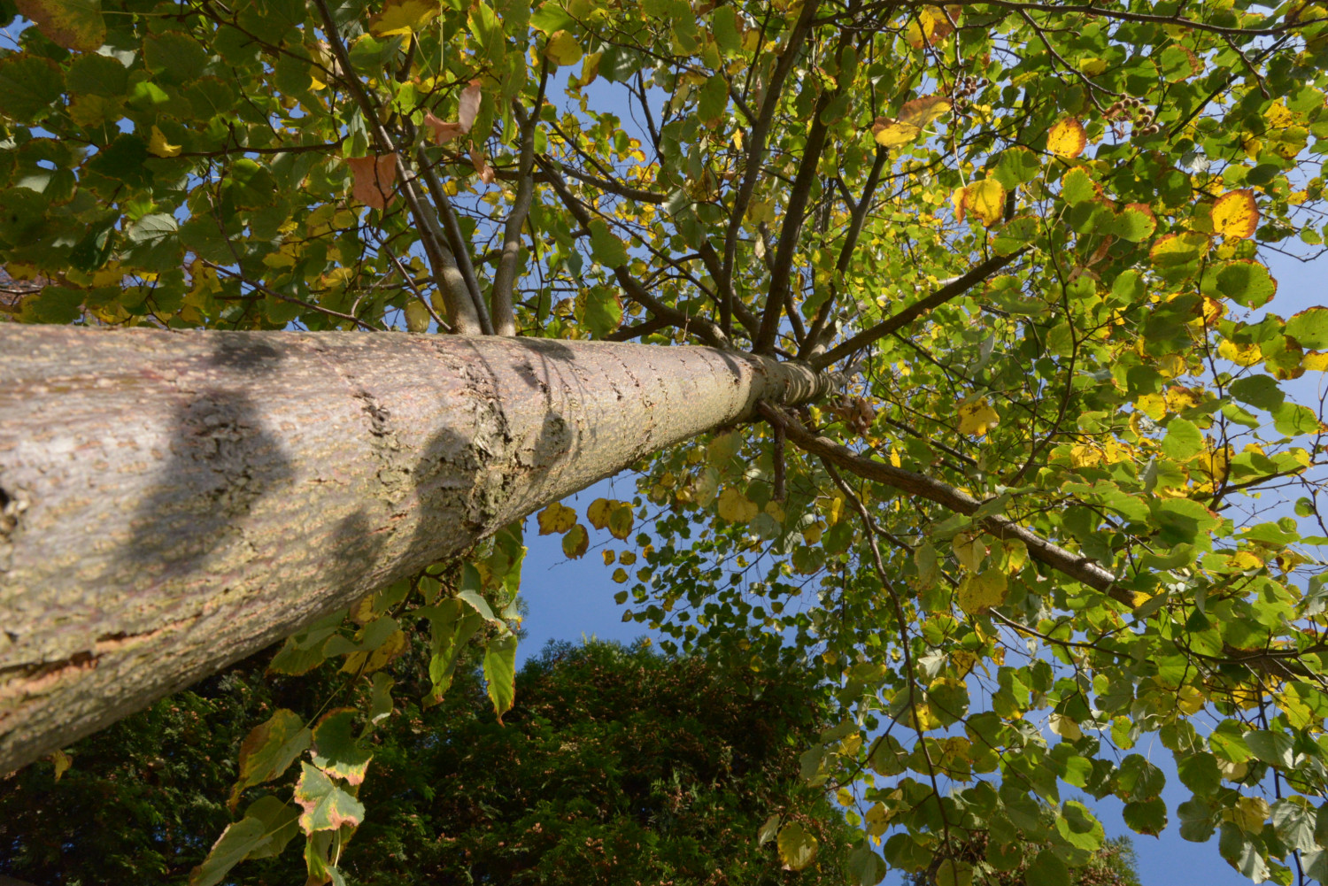 W ubiegłym roku na pielęgnację zabytkowej alei lipowej w Tarnowskich Górach wydano prawie 20 tys. zł. Prace wsparł Wojewódzki Fundusz Ochrony Środowiska i Gospodarki Wodnej w Katowicach. Fot. Jarosław Myśliwski