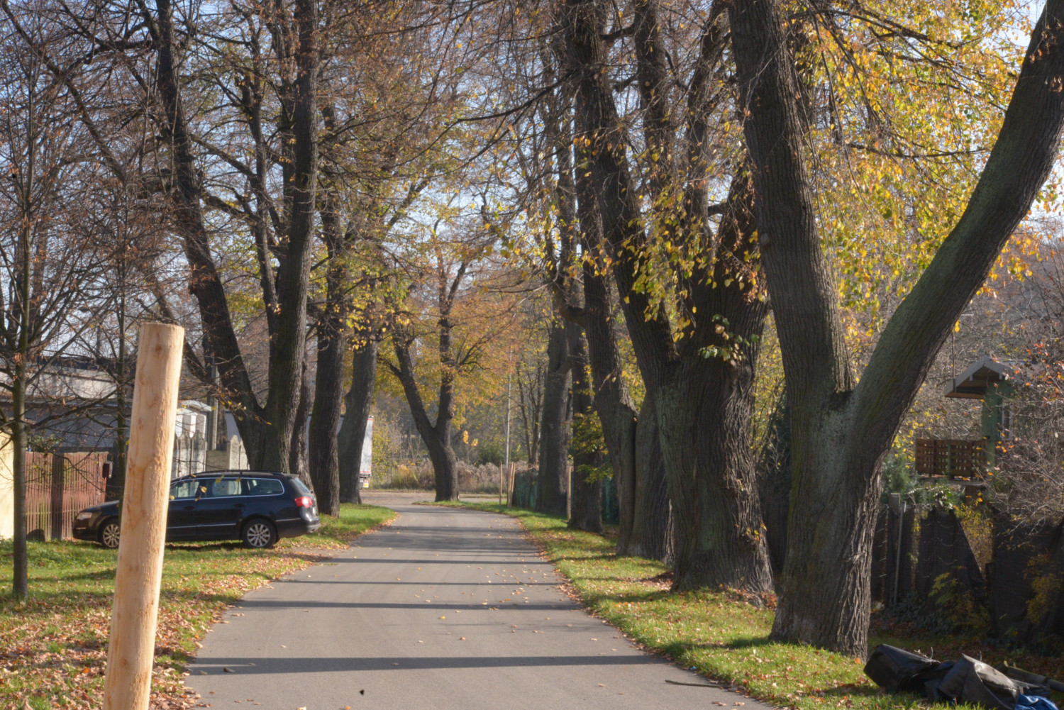 Zabytkowa aleja lipowa w Tarnowskich Górach. Fot. Jarosław Myśliwski