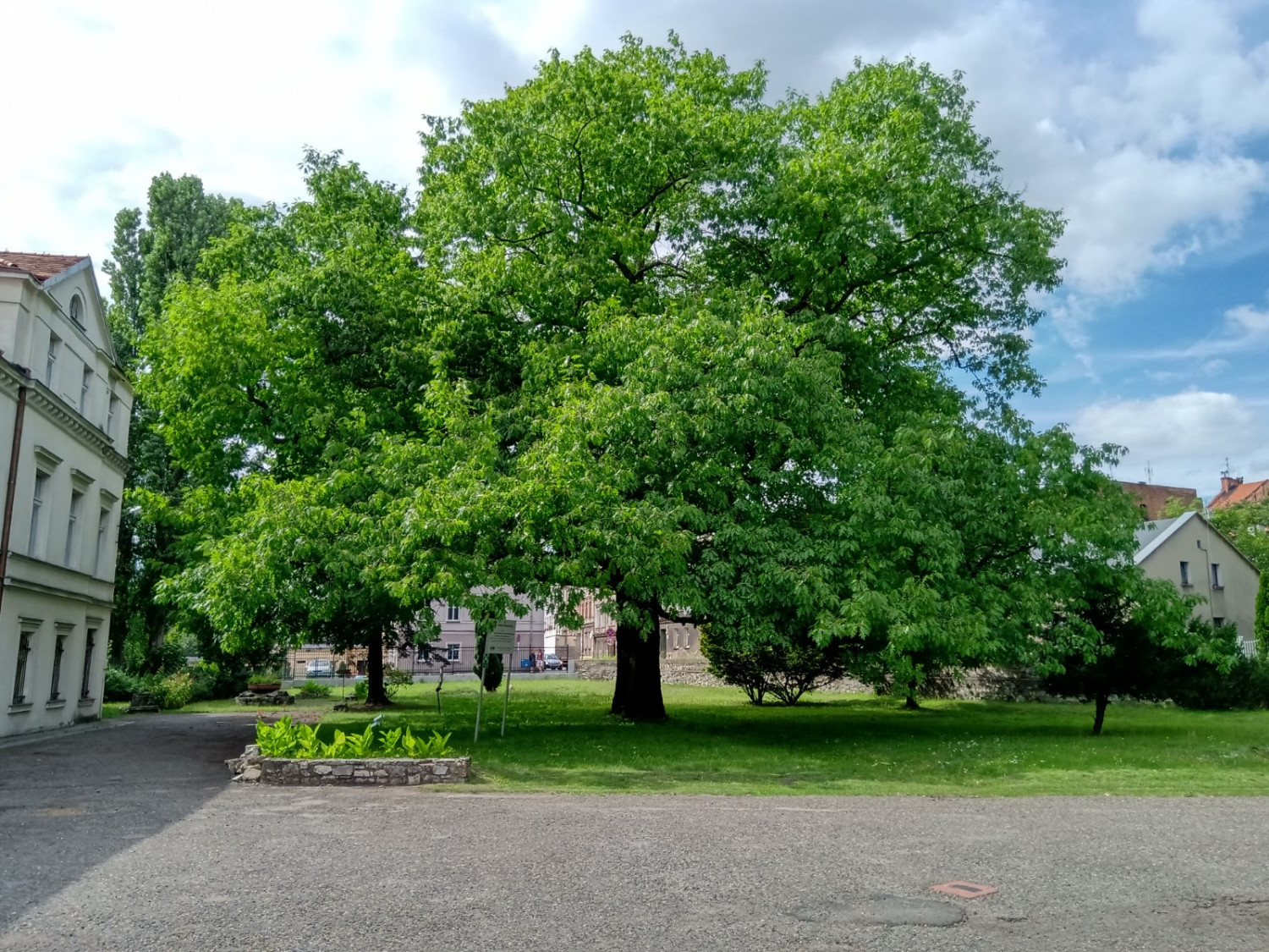 Niezwykłej urody dąb czerwony rośnie na terenie parku dworskiego, założonego na Karłuszowcu. Fot. Jarosław Myśliwski