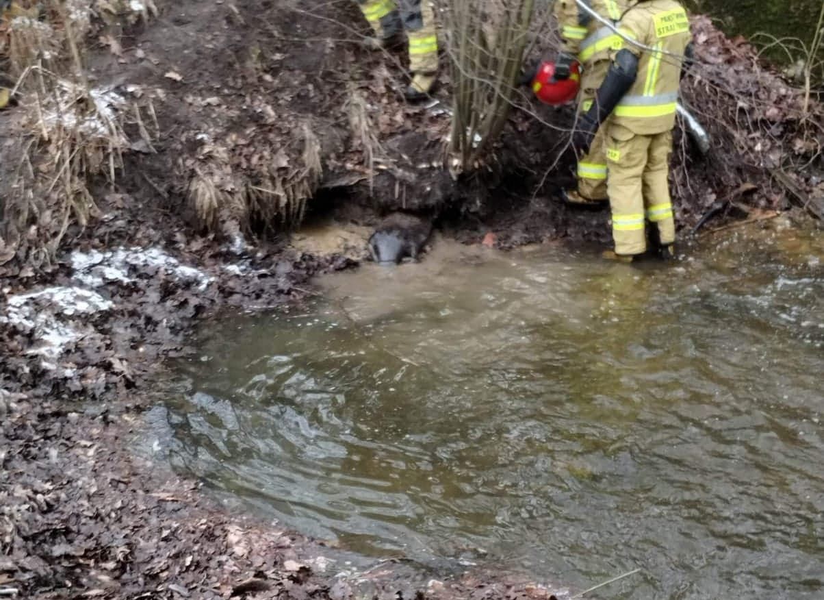 Zdjęcia: OSP Orzech