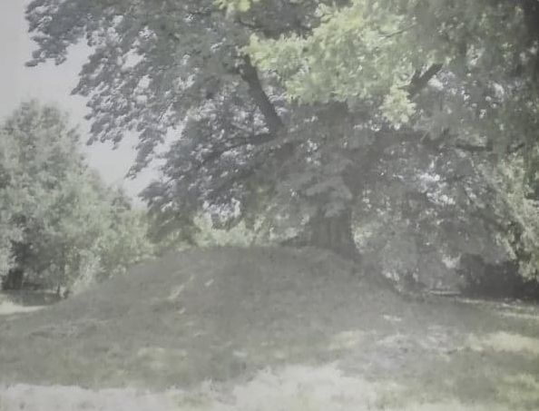 Pozostałości gródka rycerskiego w Starych Tarnowicach. Fot. Jarosław Myśliwski Pozostałości gródka rycerskiego w Starych Tarnowicach. Fot. Jarosław Myśliwski